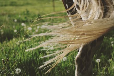 Close-up of horse tail on grassy field