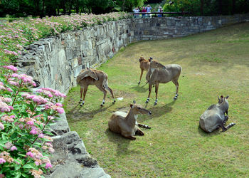Deer at zoo