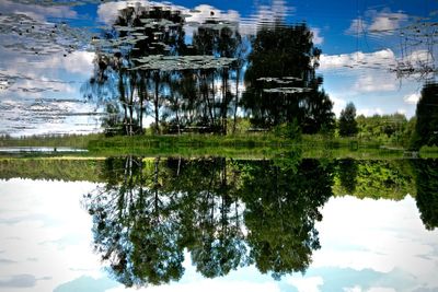 Reflection of trees in water