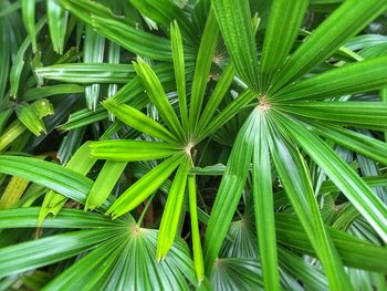 Full frame shot of plants