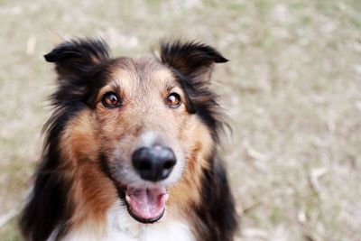 Portrait of shetland sheepdog on field