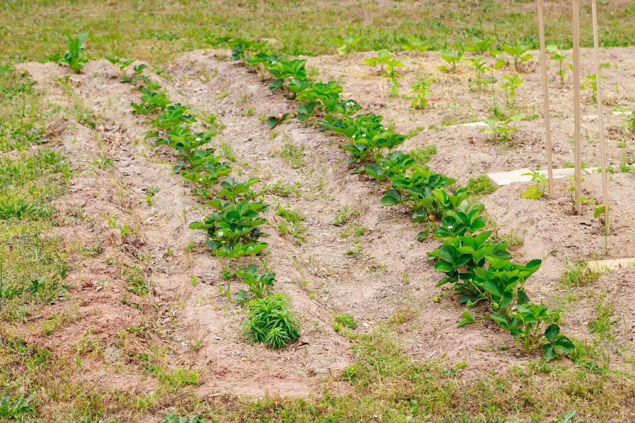 soil, plant, growth, land, field, nature, no people, day, agriculture, grass, green, landscape, high angle view, tranquility, outdoors, beauty in nature, environment, rural scene, flower, shrub, tranquil scene, lawn, scenics - nature, farm, dirt, in a row