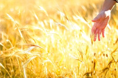 Close-up of hand touching stalks in field