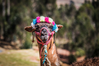 Close-up portrait of llama on field