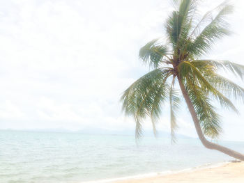 Palm trees on beach against sky