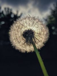 Close-up of dandelion against sky