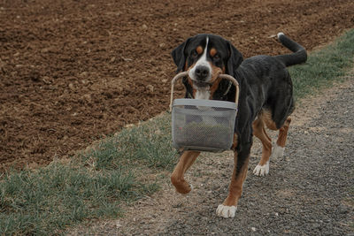 Close-up of dog standing on field