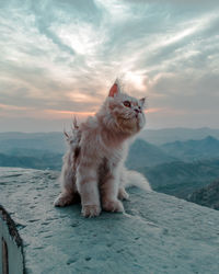 Cat looking away on mountain against sky