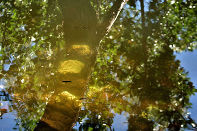 Low angle view of plants against trees