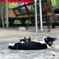 Cats resting