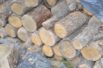 Full frame shot of logs in forest