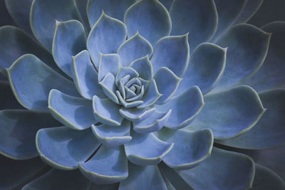 Close-up of succulent plant