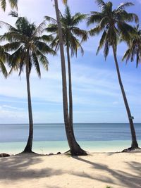 Palm tree on beach against sky