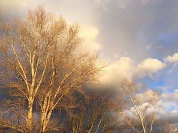 Low angle view of trees against sky