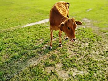 Cow standing in field