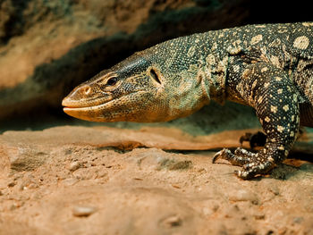 Close-up of lizard on rock