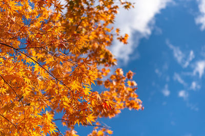 Low angle view of autumnal tree against sky