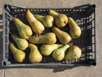 Pears in black plastic box, hand picked just as they ripen from the garden in a tuscan farm