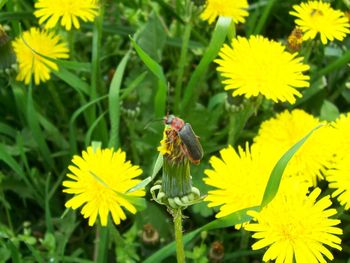 Close-up of bee on flower