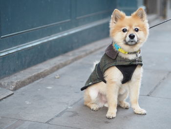 Close-up of dog sitting on road