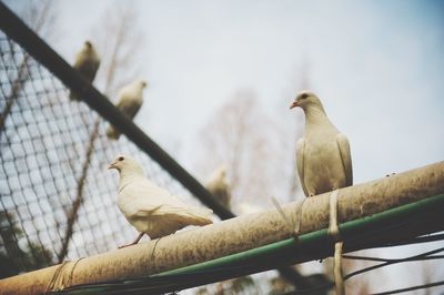 Low angle view of pigeons on pipe and chainlink fence