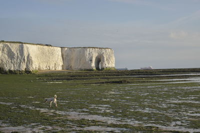View of an animal on rock