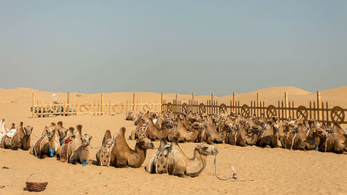 Panoramic view of horse in desert against sky