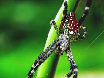 Close-up of spider on web