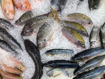 Top view, fish on ice trays in market.