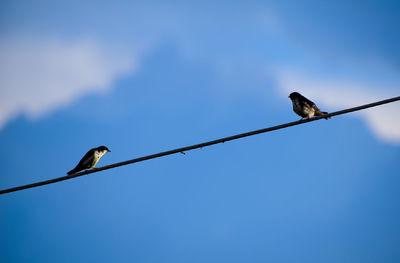 Low angle view of bird perching on cable against sky