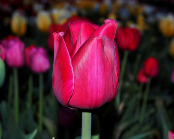 Close-up of pink tulip