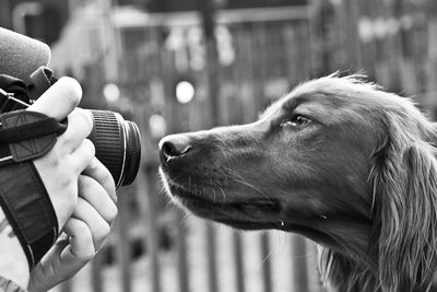 Close up of woman photographing dog