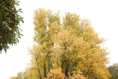 Low angle view of trees against sky