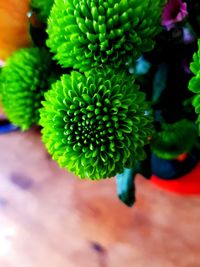 Close-up of potted plant