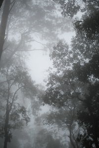 Low angle view of trees against sky