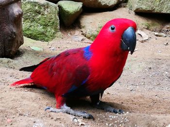 Close-up of parrot