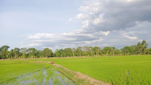 Scenic view of agricultural field against sky