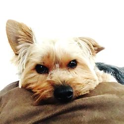 Close-up portrait of a dog