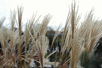 Close-up of stalks in field against sky