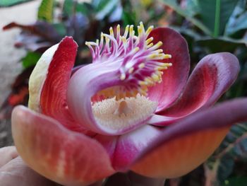 Close-up of pink flower