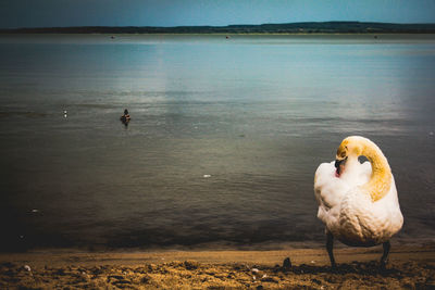 View of birds on beach