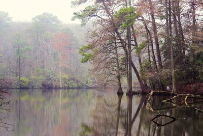 Scenic view of lake in forest