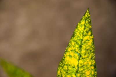 Close-up of leaf against wall