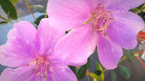 Close-up of pink day lily blooming outdoors