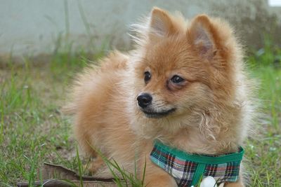 Dog looking away on field