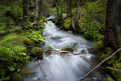 Creek flowing in a nordic forest