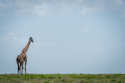 Masai giraffe standing in grass on horizon