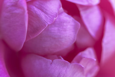 Close-up of pink flower