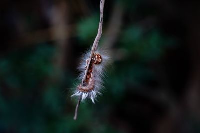 Close-up of caterpillar of butterfly