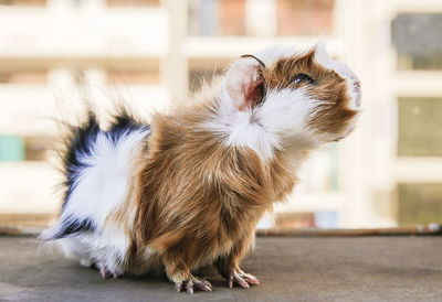Close-up of guinea pig on floor